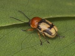 Aporocera casta