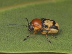 Aporocera casta