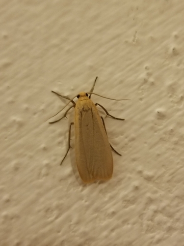 Orange Footman photo 2
