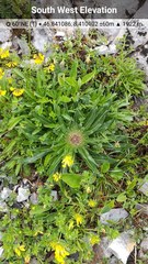 Campanula thyrsoides