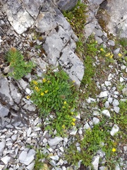 Campanula thyrsoides
