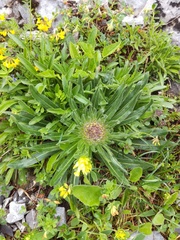 Campanula thyrsoides