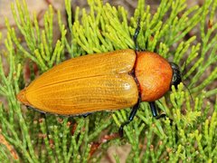 Julodimorpha bakewelli