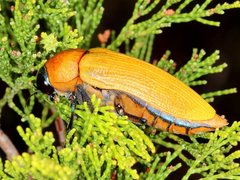 Julodimorpha bakewelli