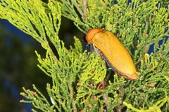 Julodimorpha bakewelli