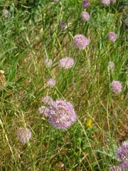 Allium lineare