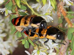 Temognatha mitchellii