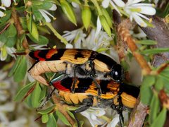 Temognatha mitchellii