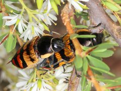 Temognatha mitchellii