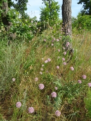 Allium lineare