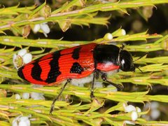 Temognatha mitchellii