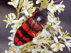 Temognatha mitchellii