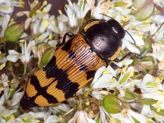 Temognatha mitchellii