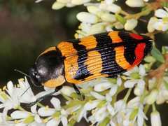 Temognatha mitchellii