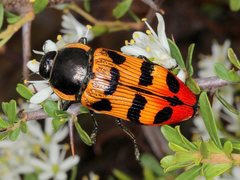 Temognatha mitchellii