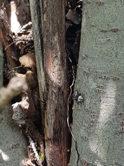 Cryptorhynchus lapathi