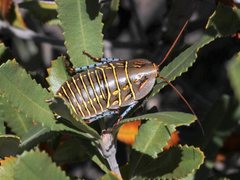 Polyzosteria mitchelli