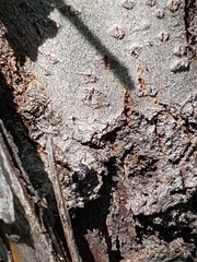 Cryptorhynchus lapathi