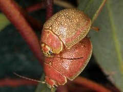 Paropsis roseola