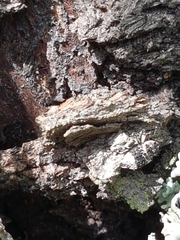 Cryptorhynchus lapathi