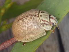 Paropsis deserti