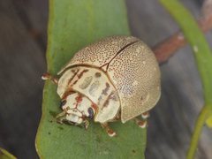 Paropsis deserti
