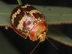 Paropsis mystica