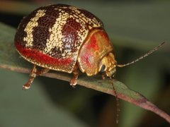 Paropsis mystica