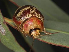 Paropsis mystica