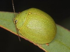 Paropsis glauca