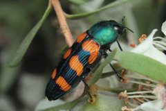 Castiarina vegeta