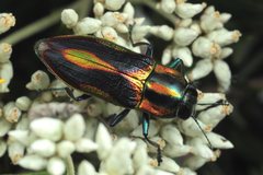 Selagis caloptera