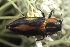Selagis caloptera
