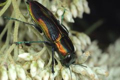 Selagis caloptera