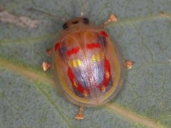 Paropsisterna annularis