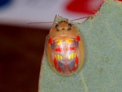 Paropsisterna annularis