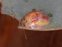 Paropsisterna annularis