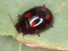 Paropsisterna octosignata