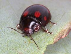 Paropsisterna octosignata