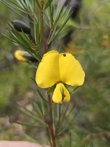 Image of Gompholobium grandiflorum by (c) Richard Dimon, some rights reserved (CC BY)