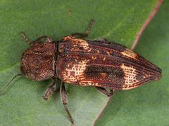 Nascio vetusta