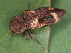 Nascio vetusta