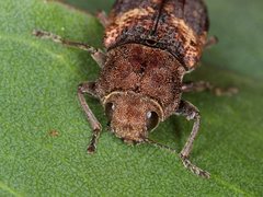 Nascio vetusta