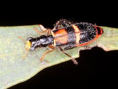 Lemidia