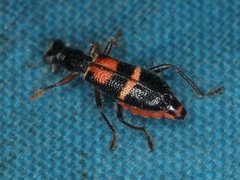 Lemidia