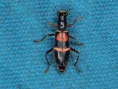 Lemidia