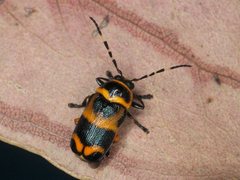 Rhombosternus saundersi