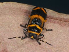 Rhombosternus saundersi