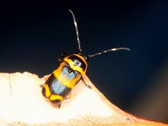 Rhombosternus saundersi