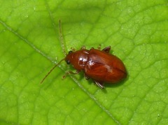 Neocrepidodera transversa